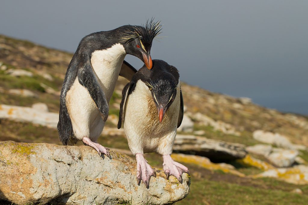 2 penguins
